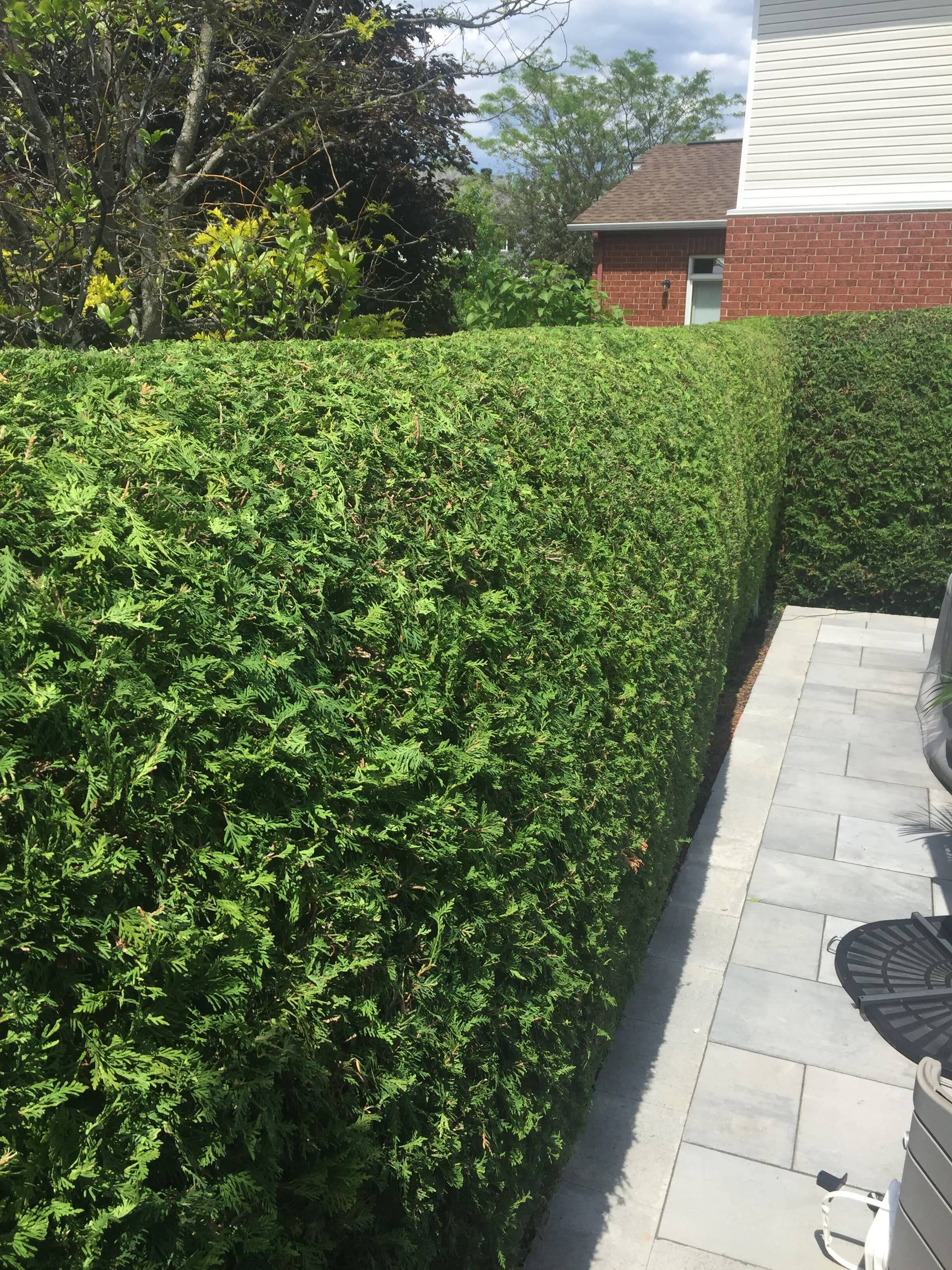 Detailed hedge sculpting
