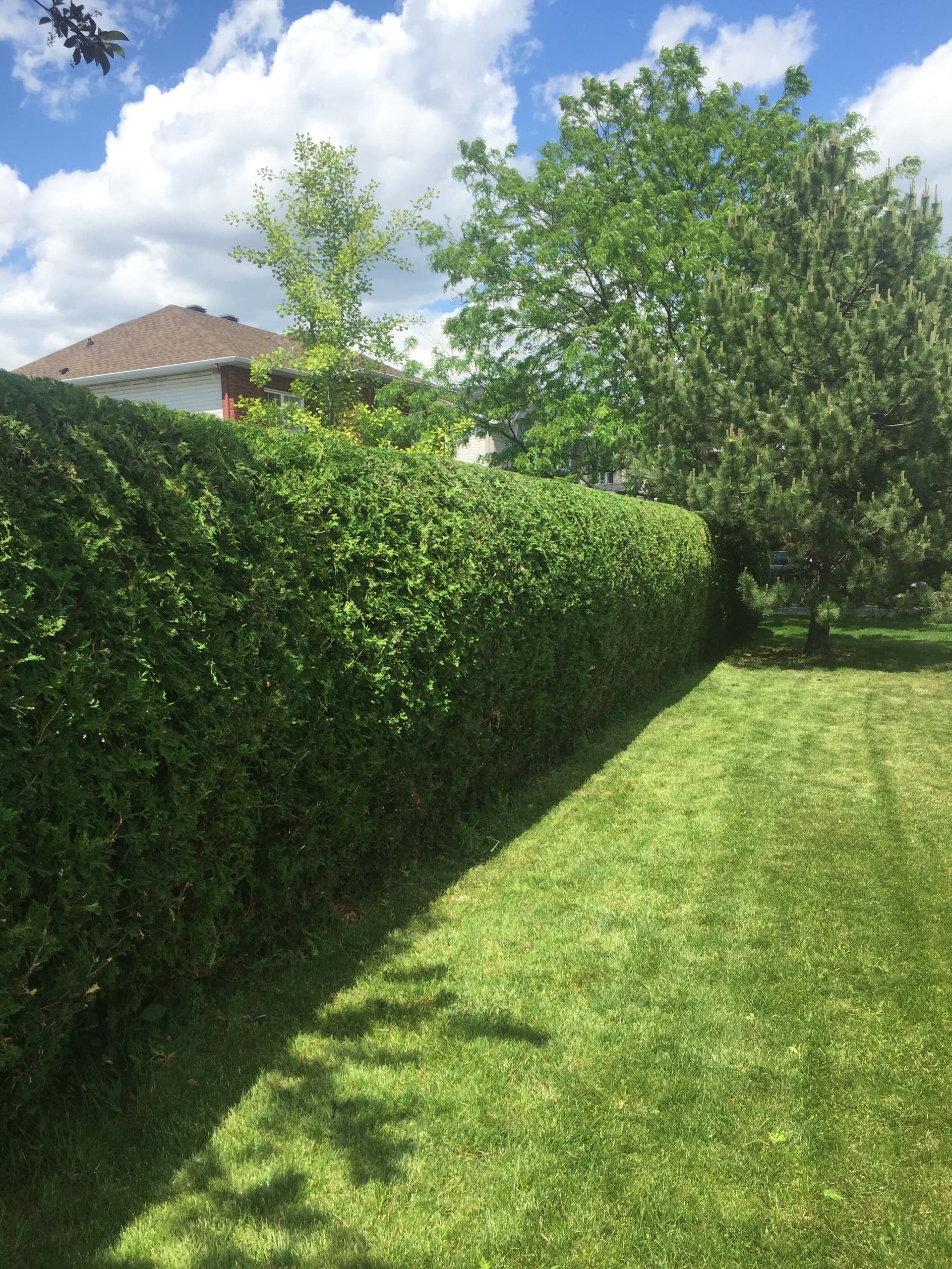 Neatly shaped garden hedge