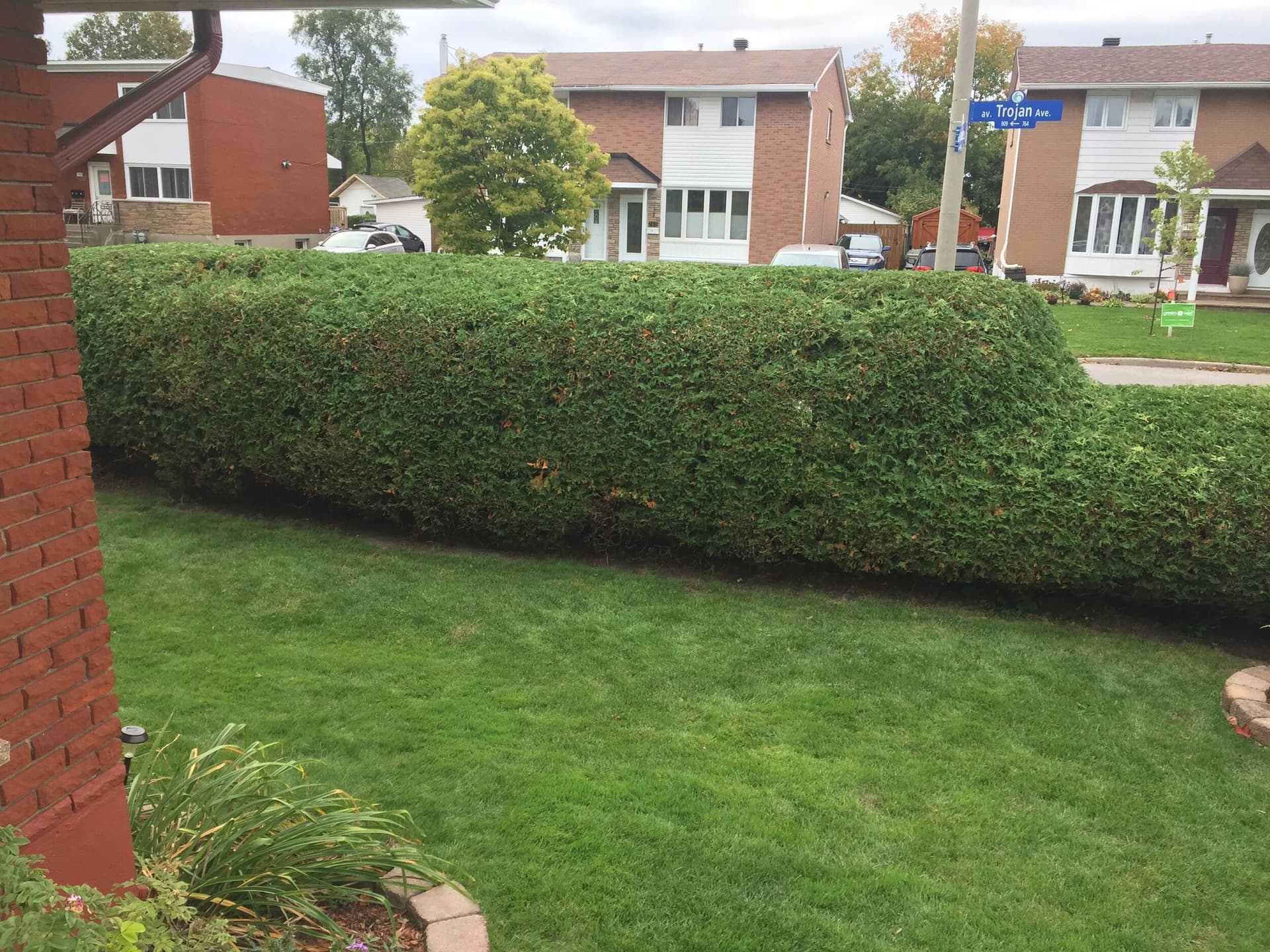 Low-profile trimmed hedges