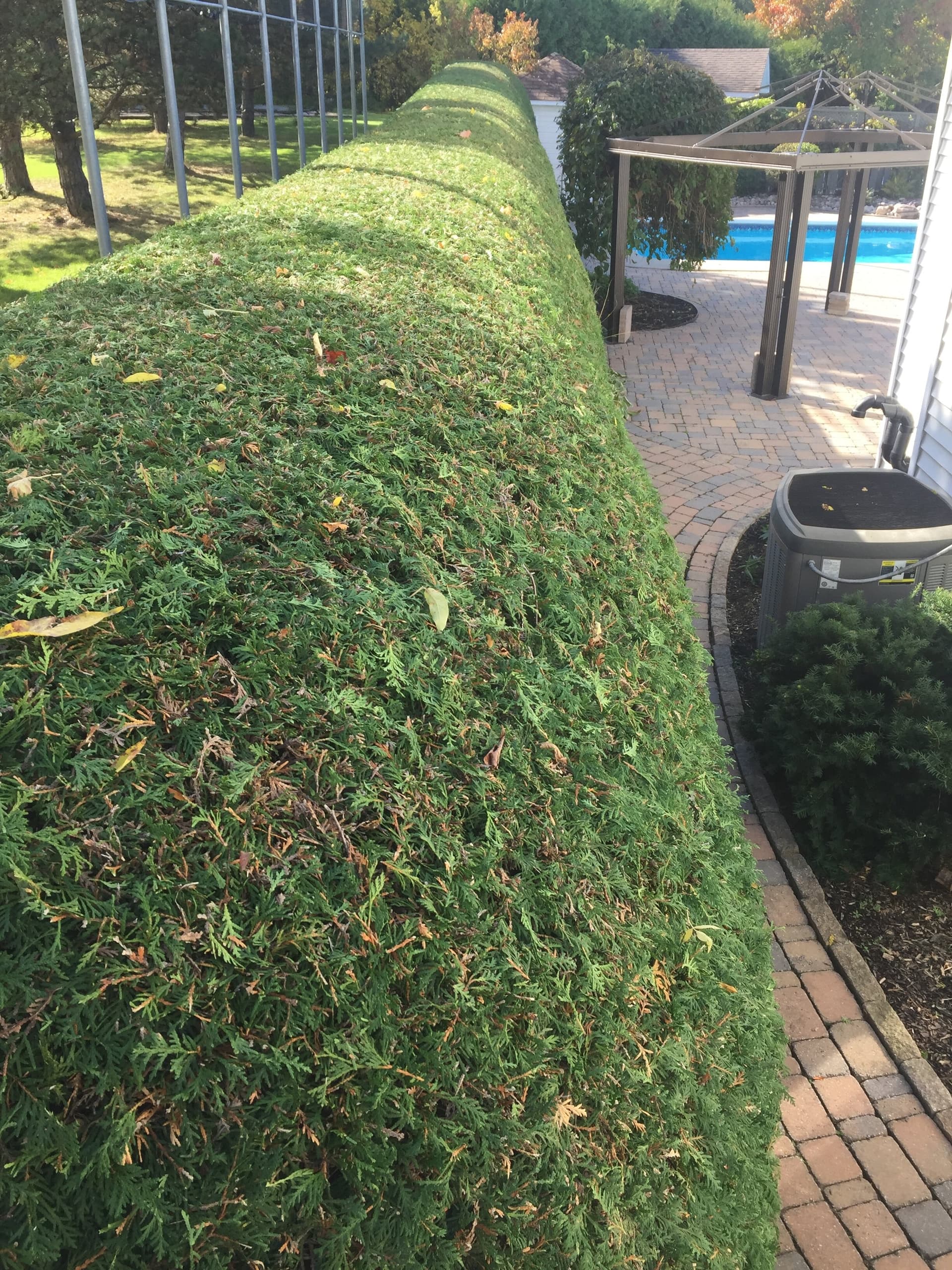 After trimming symmetrical hedge