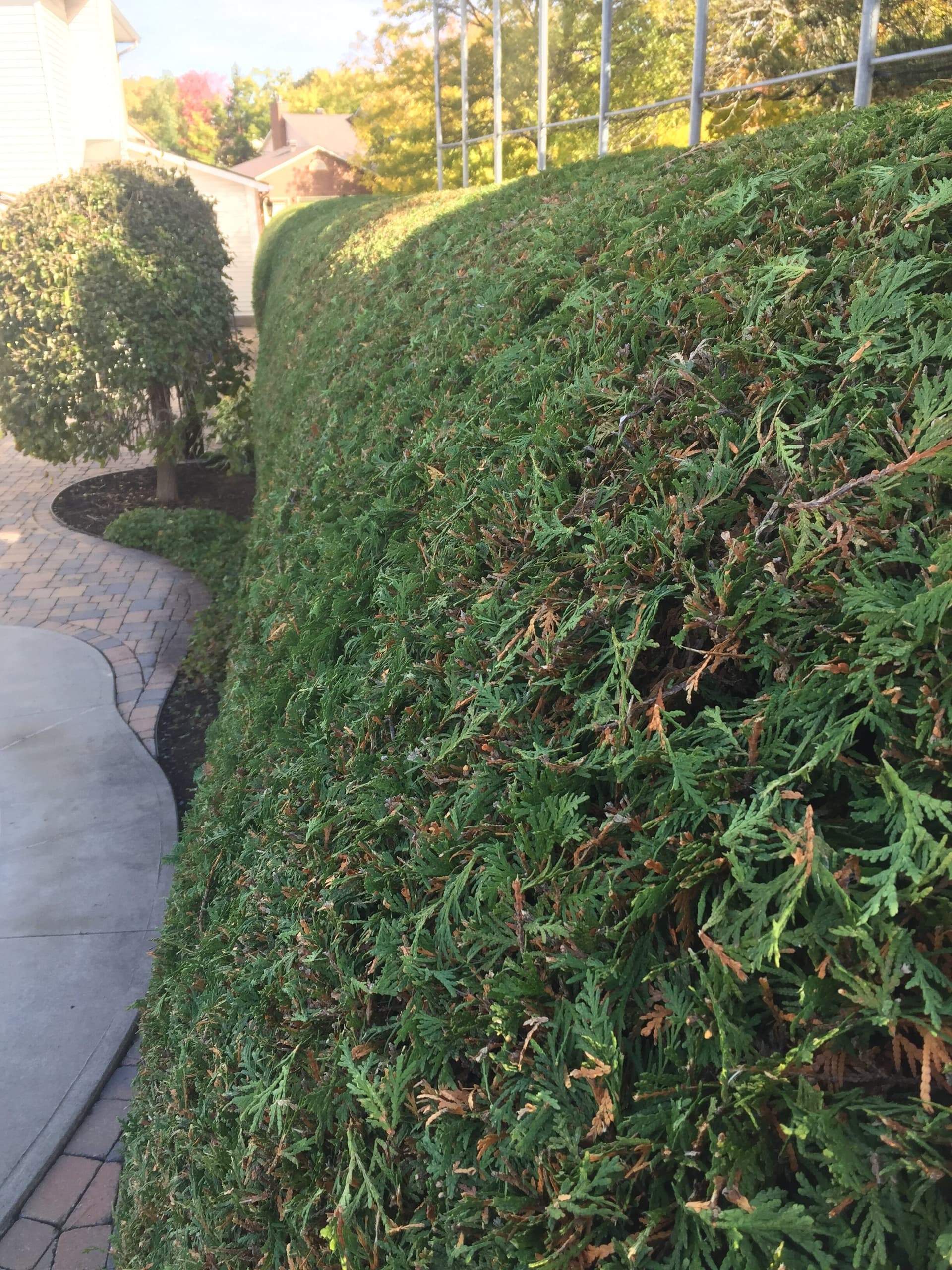 Curved driveway hedge shaping