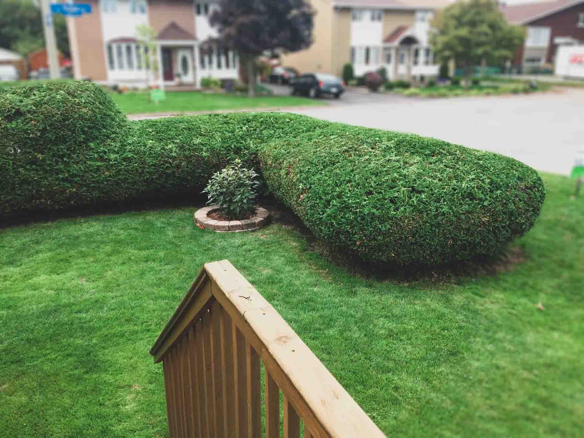 Before and after hedge trimming