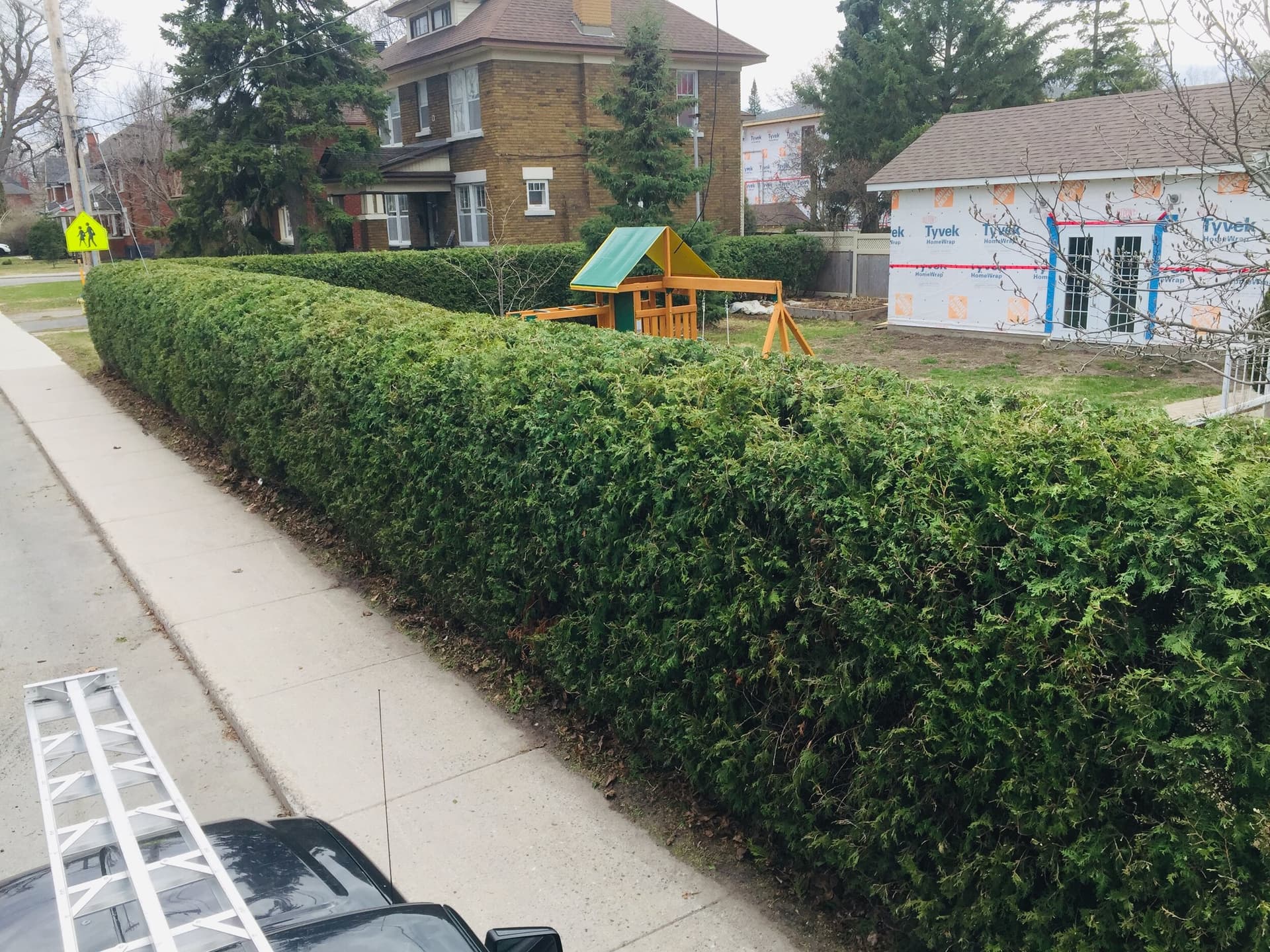Newly shaped hedge in garden