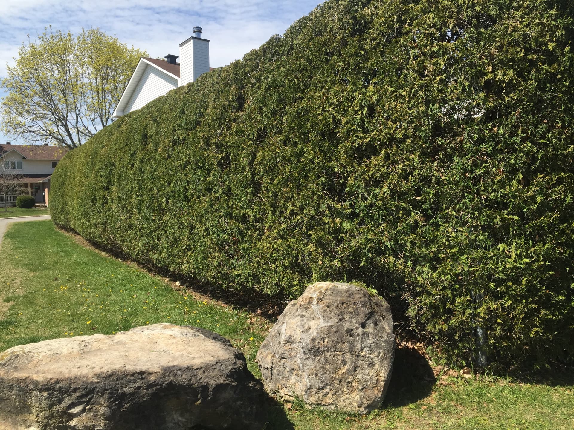 Hedge with sharp vertical lines