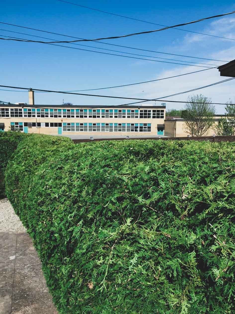 Box-shaped hedge trimming