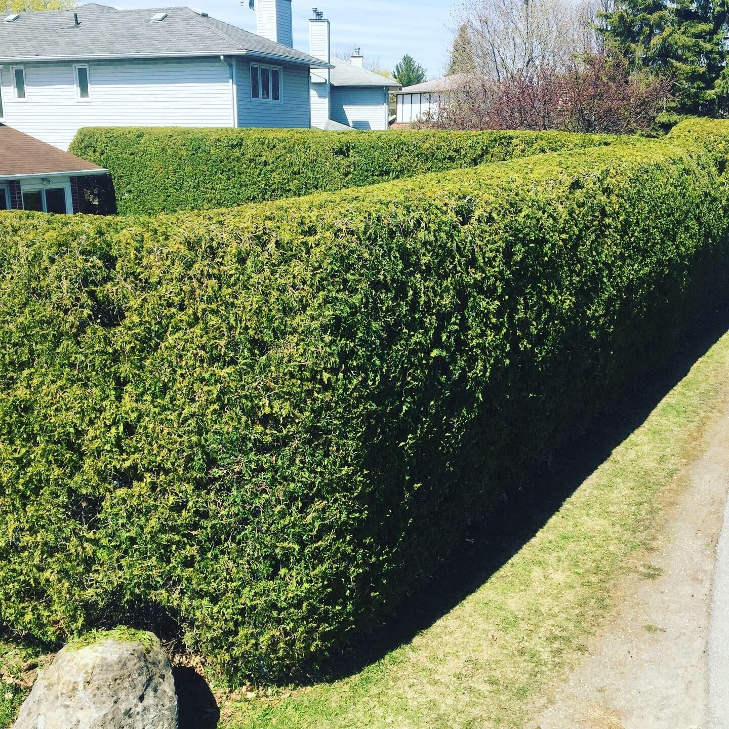 Tall privacy hedge maintenance
