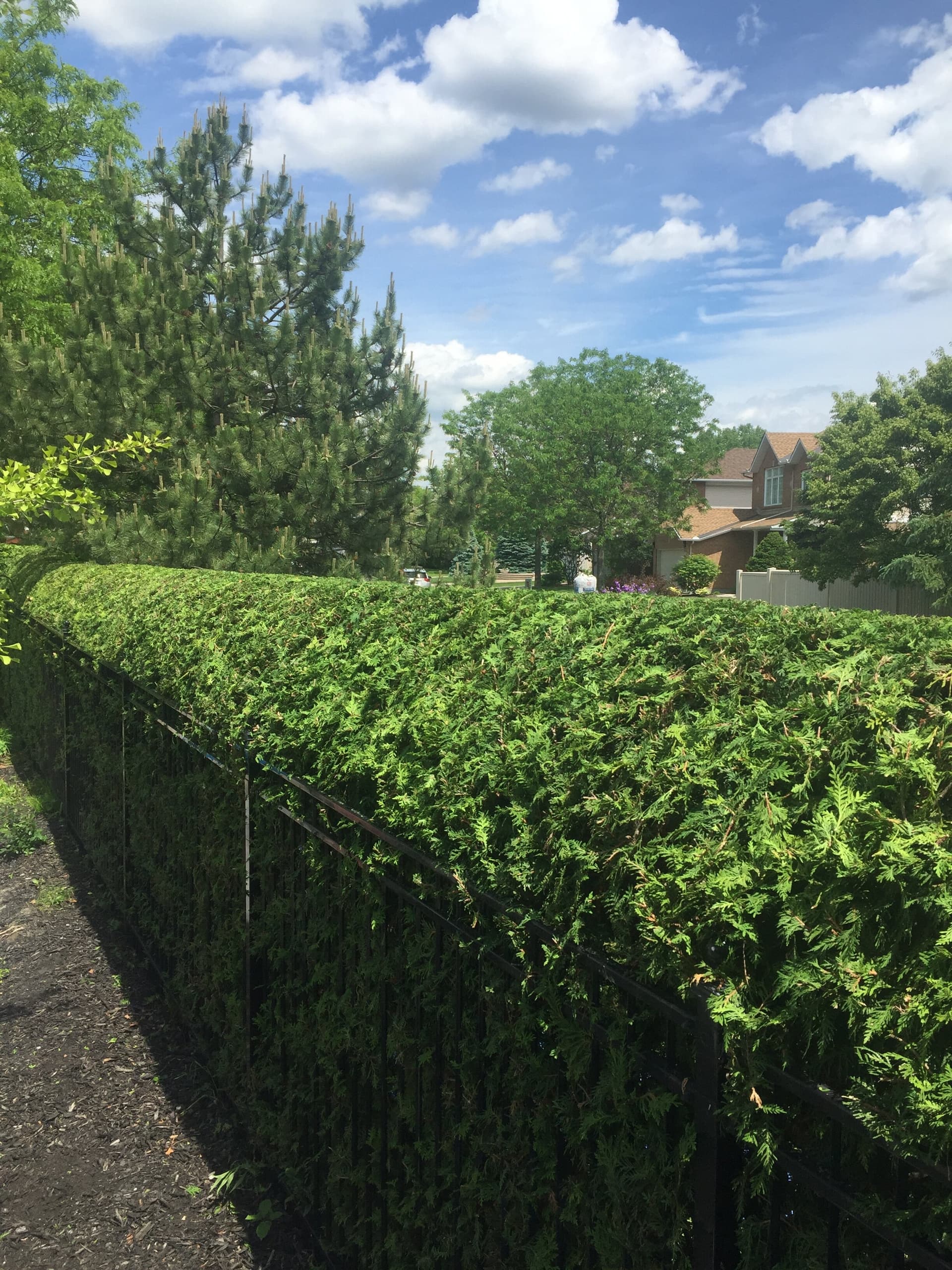 Cleanly edged bush and lawn