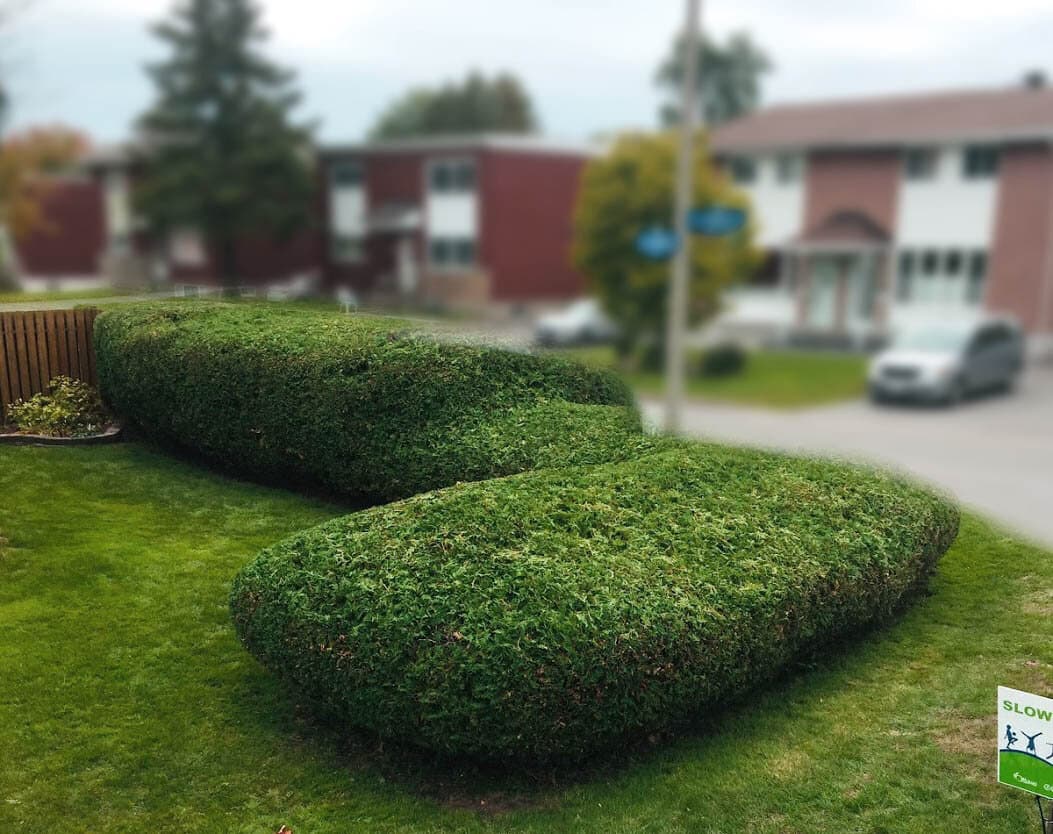 Trimmed front yard hedge